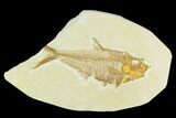 Bargain, Diplomystus Fossil Fish - Wyoming #126522-1